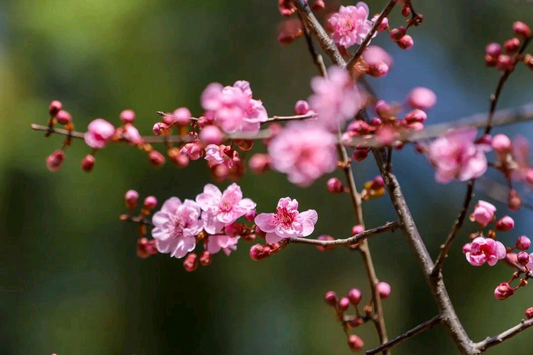 经典合诵 ‖【春天的诗】作者/碑林路人 合诵/段誉 夜色阑珊（图9）