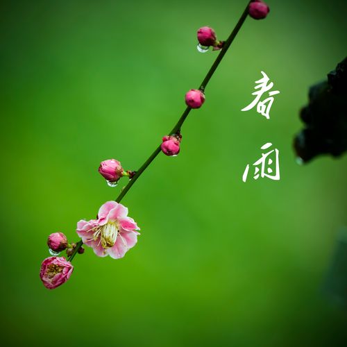 春天的雨(散文) 文/北极星(图4)