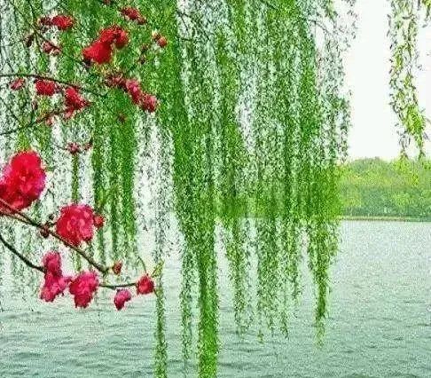 【原创】金蘭(大连)五律六首欣赏(图8)