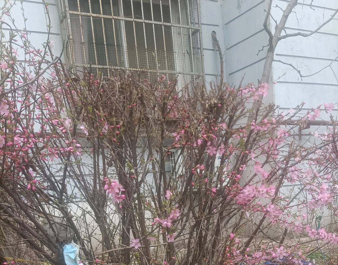 微园春色