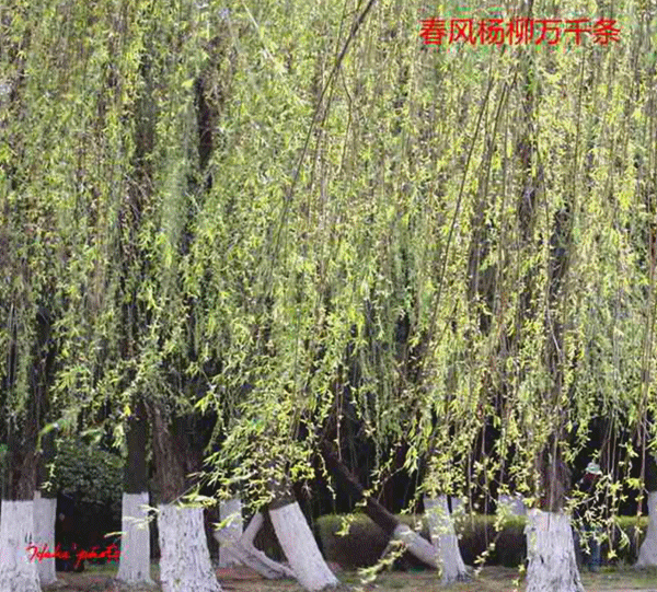 春风赞