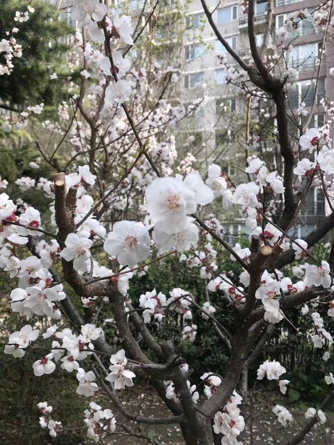 【原创】金蘭:春雪春光春风春雨赋春景(绝句十二首)(图6)