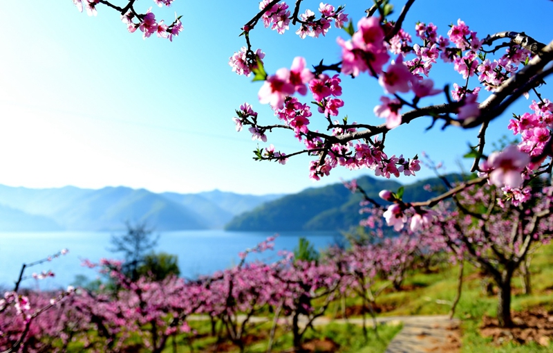 耿静:《清明时节采茶忙》(图5)