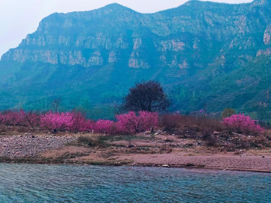 清明日赏景庄桃花同题二十四首