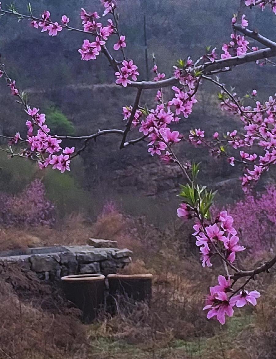 清明日赏景庄桃花同题二十四首（图3）
