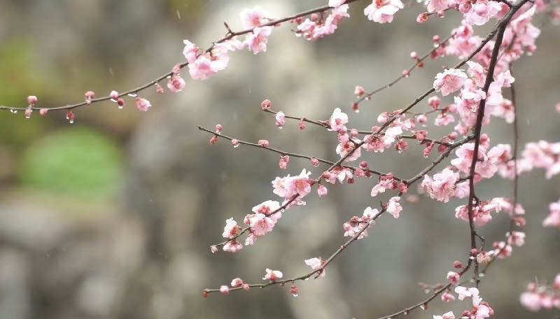 清明日赏景庄桃花同题二十四首（图5）
