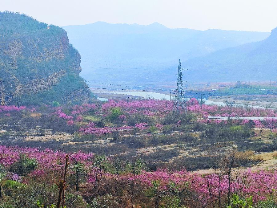 清明日赏景庄桃花同题二十四首(图7)