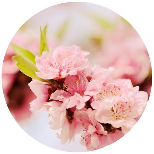 请欣赏实力派诗人:侯晓峰佳作巜一朵桃花》主播:室静兰香 文诵精彩纷呈！（图7）