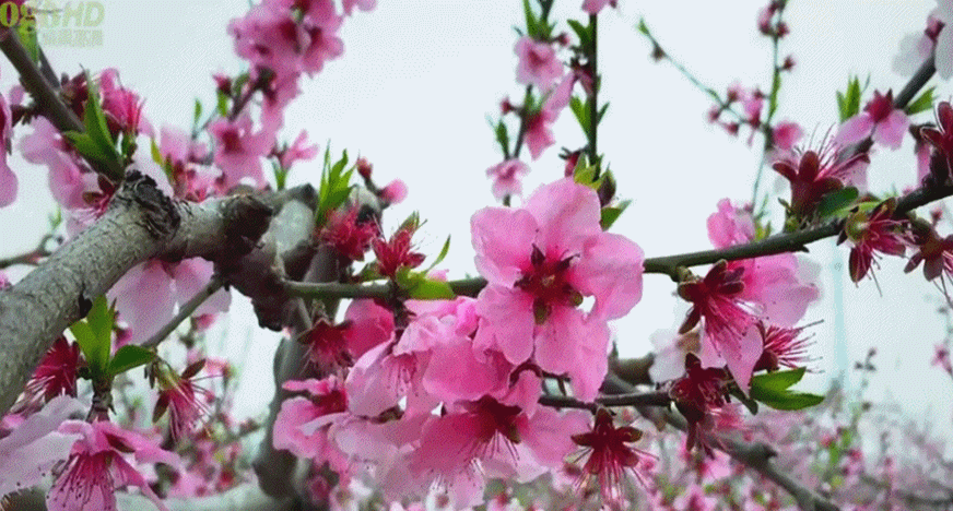 请欣赏实力派诗人:侯晓峰佳作巜一朵桃花》主播:室静兰香 文诵精彩纷呈！（图4）