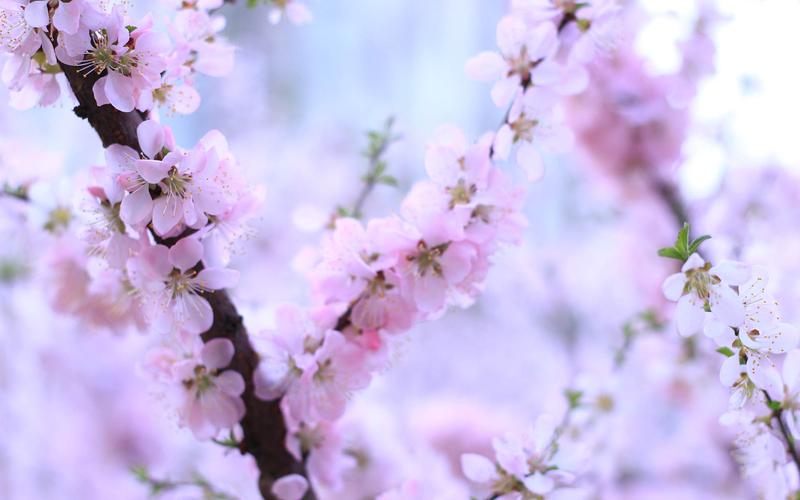 请欣赏实力派诗人:侯晓峰佳作巜一朵桃花》主播:室静兰香 文诵精彩纷呈！（图5）