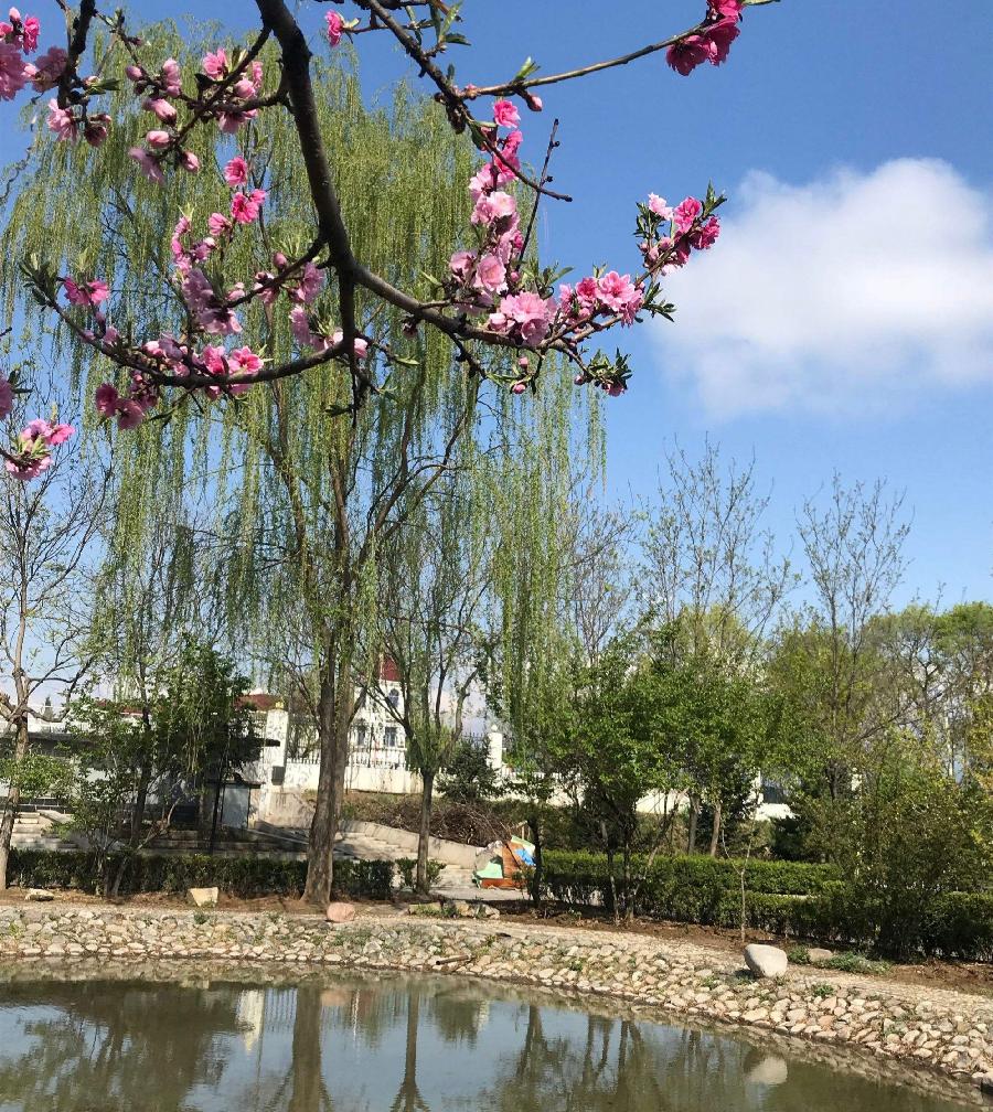 赵国伟《走在暖暖的春风里》主播:王文霞；编辑:开心快乐【运河之春】(第045期)（图4）