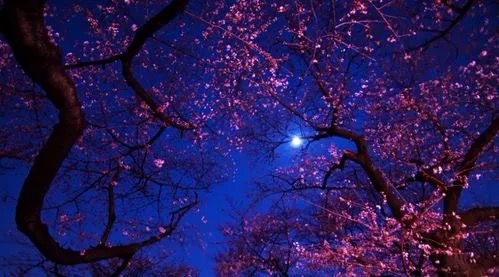【新诗大观】天空，又多了一颗星星一一悼念王廷春老师||文/王春魁（图2）