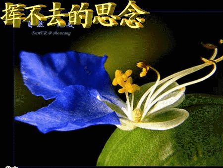 联机全球发布吴华龙作品欣赏！（图9）