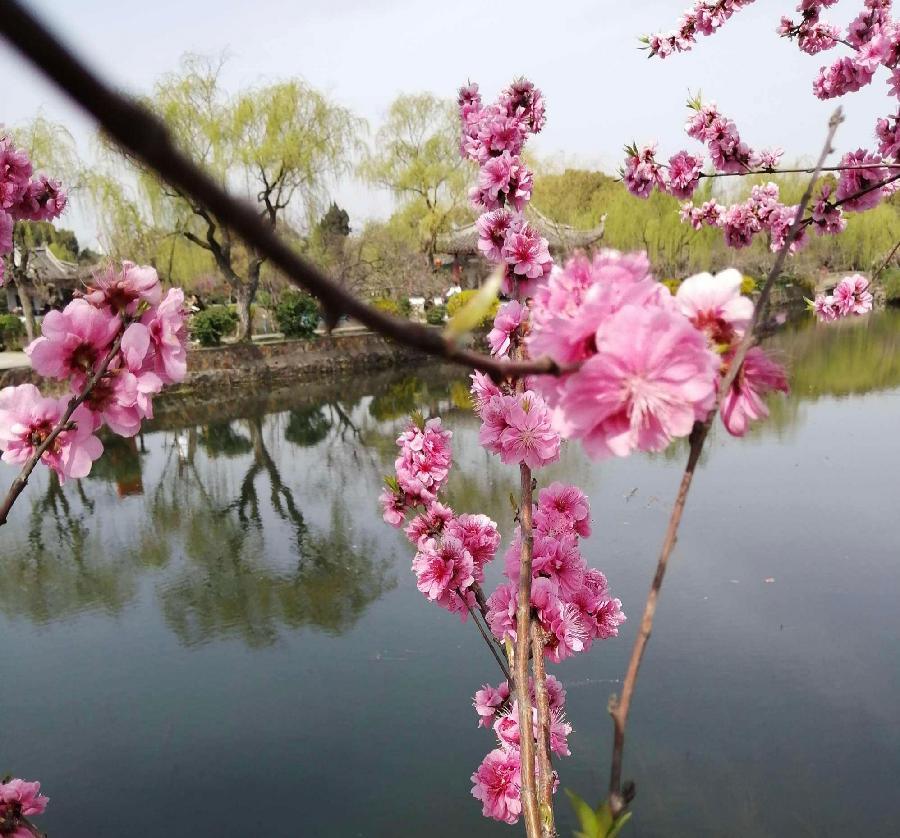 祥云诗三首《运河风光》主播:瑛；编辑:开心快乐【运河之春】(第038期)（图5）