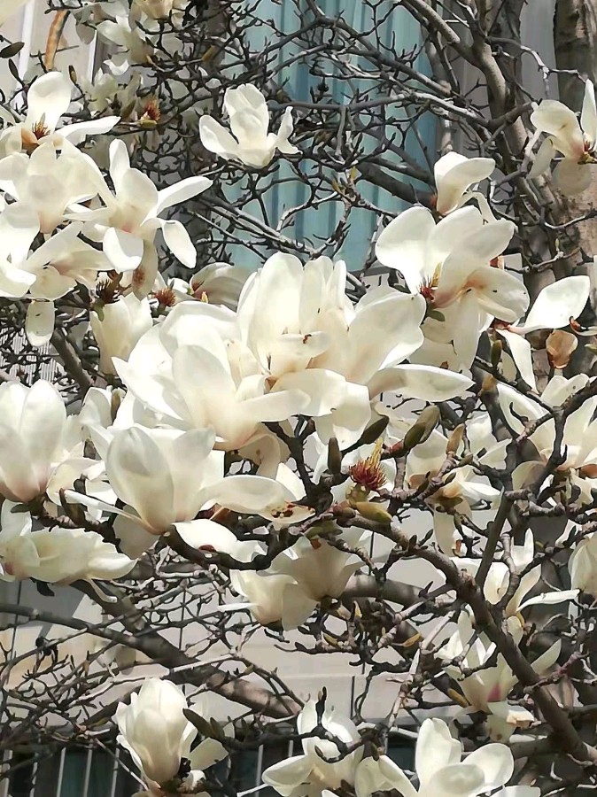 【原创】金蘭:赏春光明媚、春花绚丽(七律六首、词二首)(图4)
