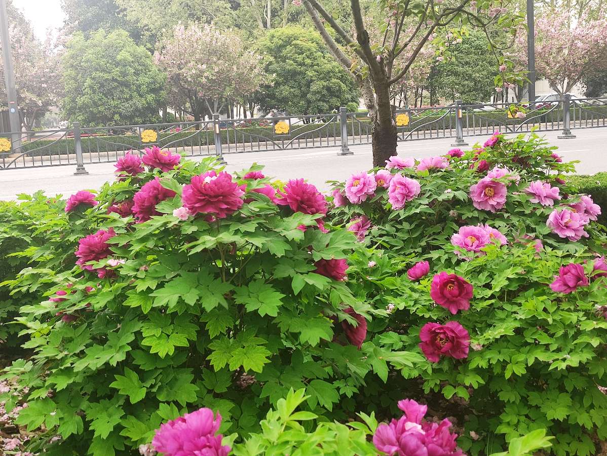 花城洛阳 原作/梁立锋（图6）