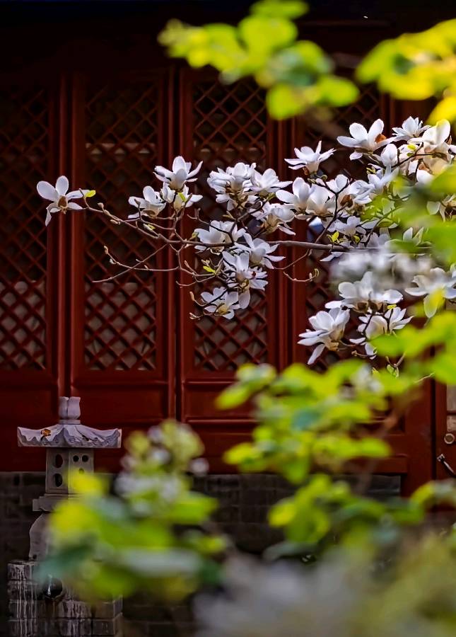 《春天里的中国》诵读:倪继成 晚晴 作者:麦兴平(图11)