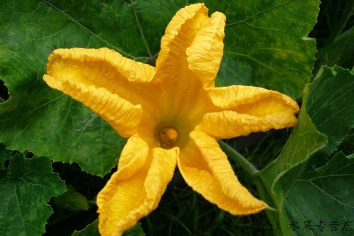 【新诗大观】疏菜三则||文/张道发
