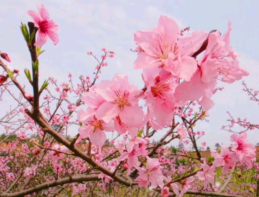 我的诗集 作者 张德群 京津沪头条（图2）
