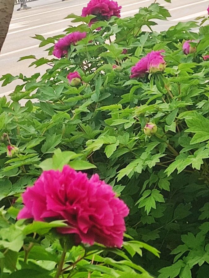 牡丹花开洛阳时 原作/梁立锋（图9）