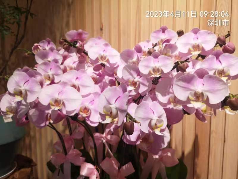 三元诗~大湾区花展(外二首)文/詹成(图8)