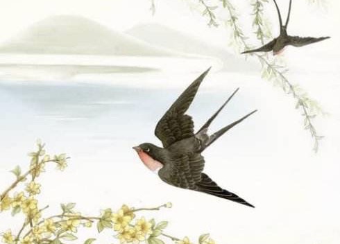 【新诗大观】燕子归来||文/蒲阳河