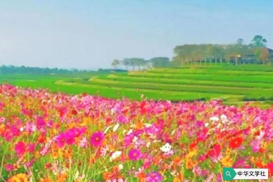 【作家版精品】万紫千红总是春 文║夏牧 主播║山谷幽兰（图11）