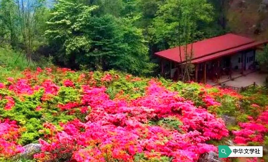 【作家版精品】万紫千红总是春 文║夏牧 主播║山谷幽兰（图12）