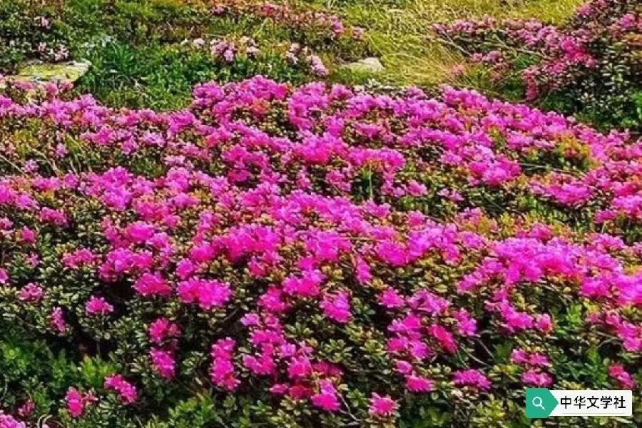 【作家版精品】万紫千红总是春 文║夏牧 主播║山谷幽兰（图7）