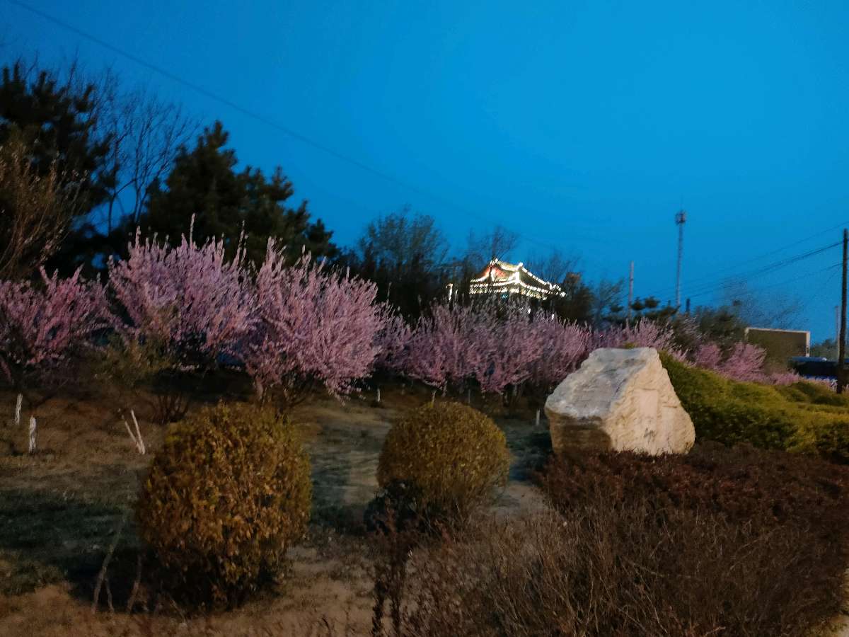 龙行大巴向春游 文′/雪松（图2）