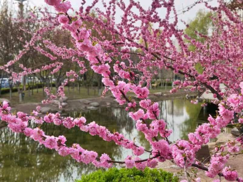 桃花楚楚笑春风 朱伯轩（北京实验二小兰州分校五年级六班）11岁 京津沪头条
