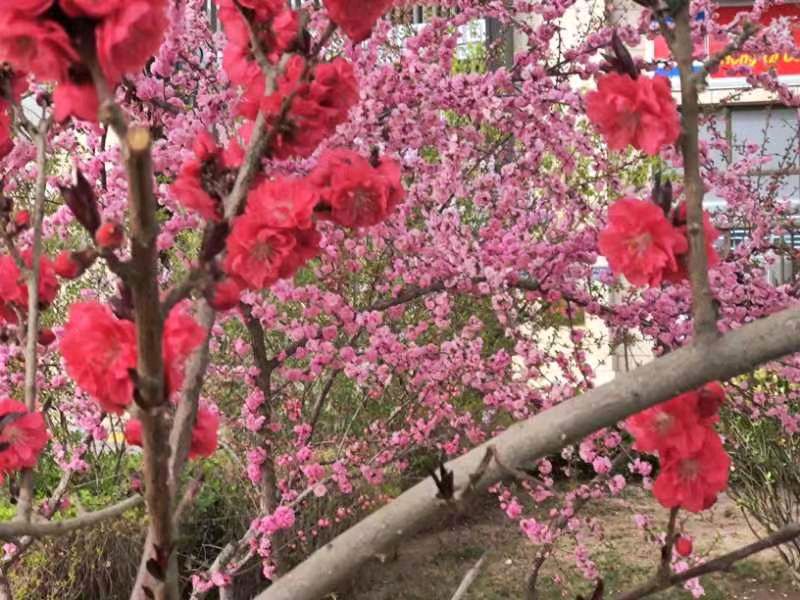 桃花楚楚笑春风 朱伯轩（北京实验二小兰州分校五年级六班）11岁 京津沪头条（图3）