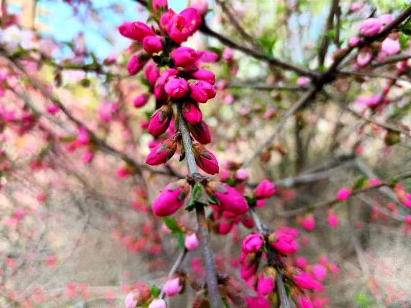 桃花楚楚笑春风 朱伯轩（北京实验二小兰州分校五年级六班）11岁 京津沪头条（图6）