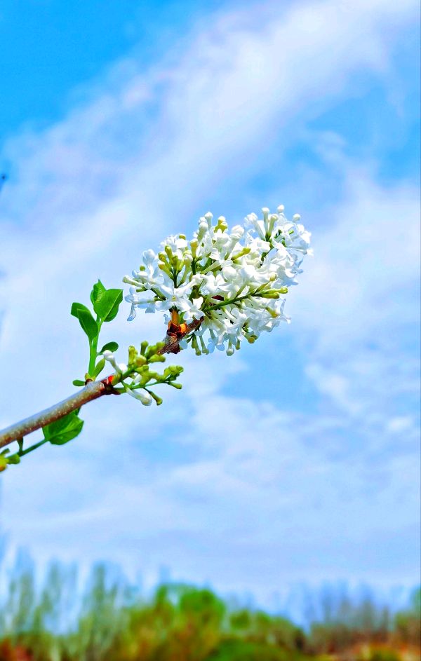 紫菱菱朗诵【在春光里我看见了你】作者/杜燕香（图12）