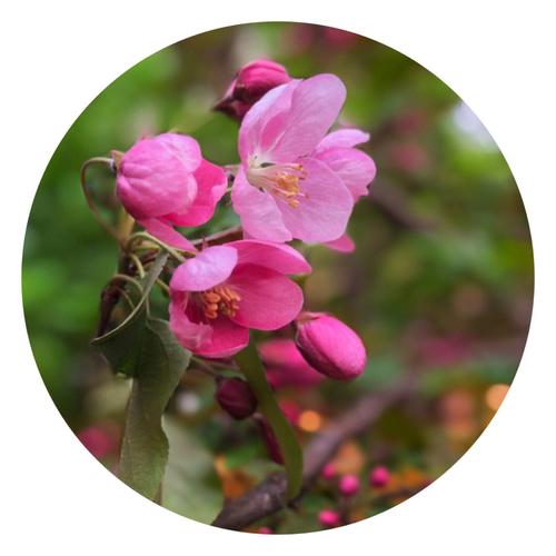 【新山东文学社】《那一片海棠花（外一首）》作者/大浪淘沙 主播/墨兰（图3）