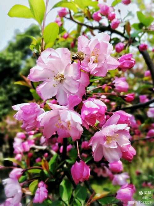 【新山东文学社】《那一片海棠花（外一首）》作者/大浪淘沙 主播/墨兰（图4）