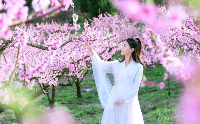 【新山东文学社】《那一片海棠花（外一首）》作者/大浪淘沙 主播/墨兰（图7）