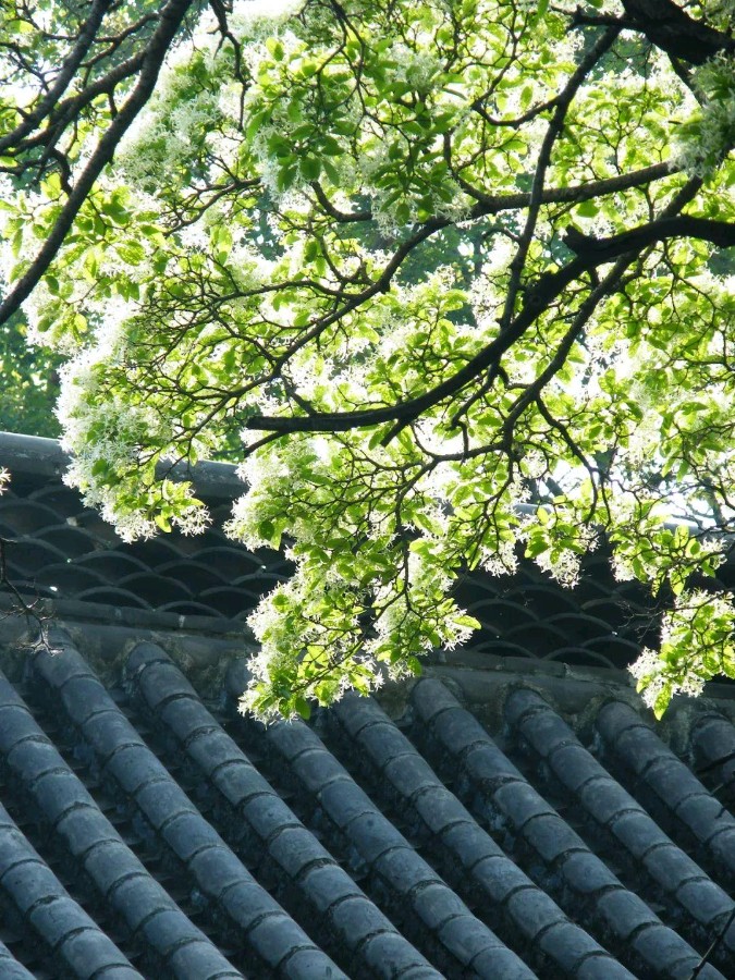 弘华朗诵【你是夕光里的一匹马，向我飞来】作者/若夫（图4）