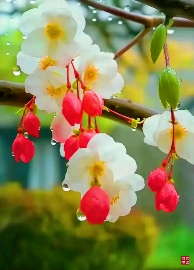 请欣赏实力派诗人:任学路佳作巜海棠花溪》主播:室静兰香 文诵精彩纷呈！（图5）