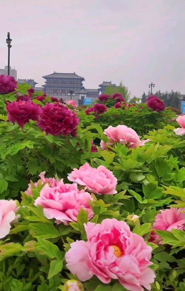 牡丹花开洛阳时 原作/梁立锋（图31）
