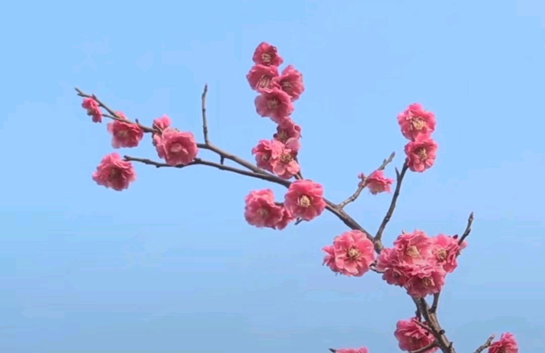 不争 作者 张德群 京津沪头条（图7）