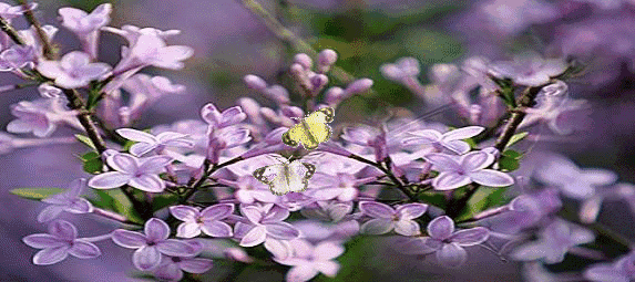李文清（北京）丁香花十首【冰心文化传媒】（图5）