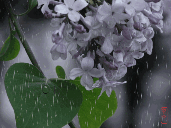 李文清（北京）丁香花十首【冰心文化传媒】（图4）