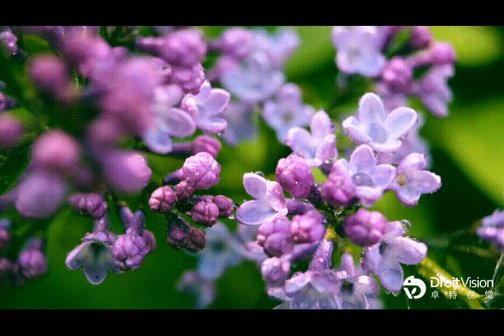 李文清（北京）丁香花十首【冰心文化传媒】（图3）
