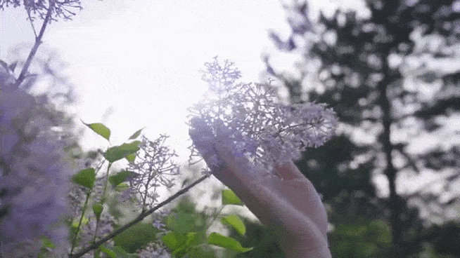 李文清（北京）丁香花十首【冰心文化传媒】（图6）