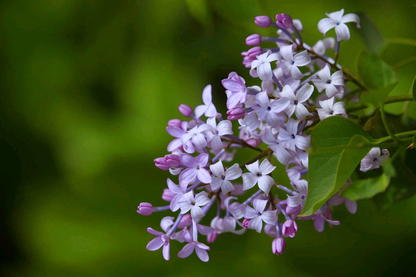 李文清（北京）丁香花十首【冰心文化传媒】（图9）