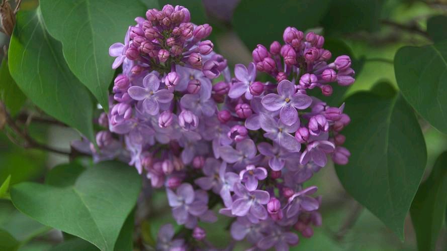 李文清（北京）丁香花十首【冰心文化传媒】（图12）