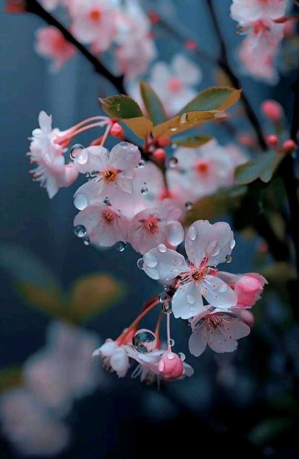 联机全球发布谢小兰作品欣赏（图3）