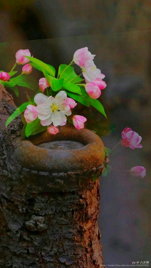 紫菱菱朗诵【海棠花溪】作者/任学路（图8）