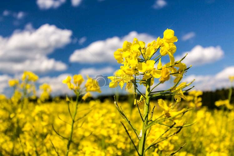 陈虹朗诵【苜蓿锅盔‖爱是一道神奇的光】作者/五彩云霞（图6）